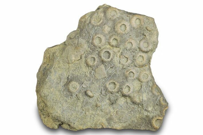 Cretaceous Fossil Urchin (Trochotiara) Plate - Morocco #284008